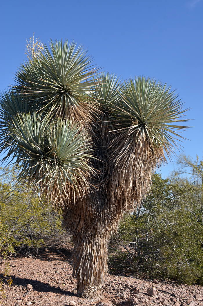 Blue Yucca is a beautiful upright tree with 3 or more erect branches. Yucca rigida 